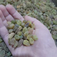 انگور سایه خشک کشمشی درشت درجه یک ارگانیک|خوردنی و آشامیدنی|ملایر, |دیوار