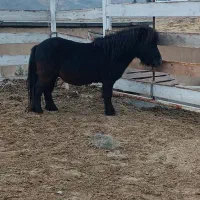 اسب پونی نریان