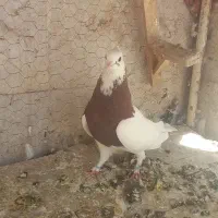 کفتر طوقی سرخ|پرنده|مشهد, پروین اعتصامی|دیوار