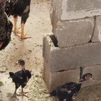 خروس لاری ومرغ وجوجه لاری اصلی|حیوانات مزرعه|شیراز, شهرک کوشکک|دیوار
