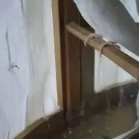 عروس هلندی سفید آلبینو|پرنده|قائم‌شهر, |دیوار