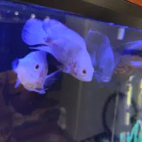 ماهی اسکار|ماهی|سقز, |دیوار