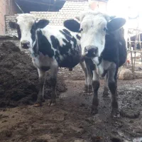 تعدادی گوساله نر برای پروار و داشتی