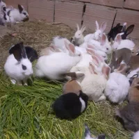 خرگوش کوچولو و بچه خوکچه هندی تعداد موجوده