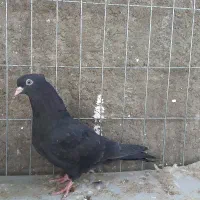 جوجه زاغ نشک سفیدچشم سفیدجفتی 800تومان