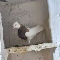 طوقی نر الماسی شکلاتی .و سرکه ای فوق درشت پابلند|پرنده|فولادشهر, فولادشهر|دیوار