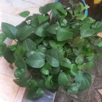 گل و گیاه گلدونی