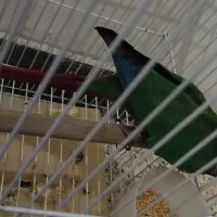 گرینچیک یلوساید|پرنده|صائین قلعه, |دیوار