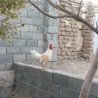 خروس بالغ خانگی|حیوانات مزرعه|مشهد, رده|دیوار