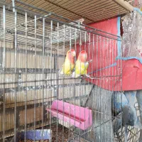 فروش یک جفت طوطی برزیلی صورت قرمز  با جوجه|پرنده|هندیجان, |دیوار