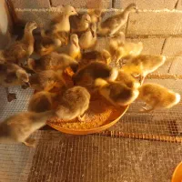 جوجه غاز تعداد بالا در سالن موجود است .