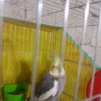 عروس هلندی نر