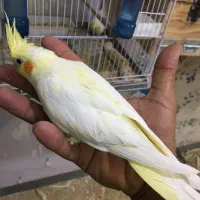 عروس هلندی لوتینو جوجه رام دستی دونخورسن