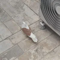 کفتر پشدار زرد و شازده هما