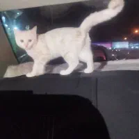 گربه پرشین اسکاتیش|گربه|کرمان, |دیوار