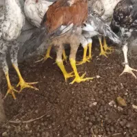 جوجه