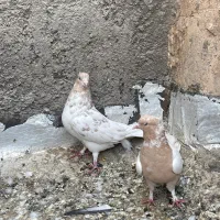 کبوتر|پرنده|اردکان, |دیوار