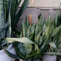 گل سانسوریا در ابعاد وقیمت های مختلف|گل و گیاه طبیعی|طاهرگوراب, |دیوار