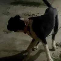 واگذاری توله نر سگ افغان اصیل گله ای ونگهبان|سگ|مشهد, امامیه (شهرک غرب)|دیوار