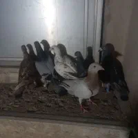 ۶ عدد کبوتر پرنده ۳ تا نر ۳ تا ماده