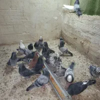 کبوتر همه رقم گلچین