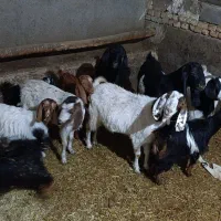 بز و بزغاله فروشی