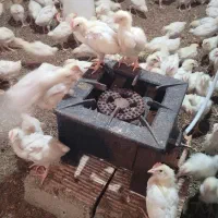 جوجه تخم گذار