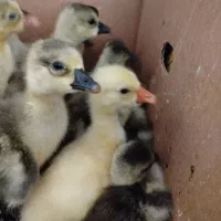 جوجه قوغاز آفریقای ولیندا