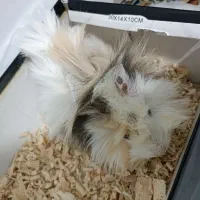 خوکچه هندی مو فشن|موش و خرگوش|شیراز, دلجو|دیوار