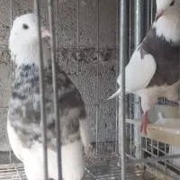 طوق سور کرمانشاهی درشت|پرنده|جیرفت, |دیوار