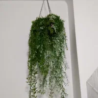 گل وایساده