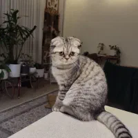 واگذاری گربه اسکاتیش|گربه|کرمانشاه, |دیوار