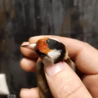 سهره رسمی نر ضمانتی|پرنده|مشهد, حسین‌آباد|دیوار