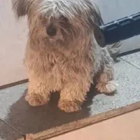 سگ شیتزو اصیل