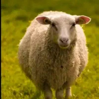 بره