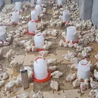 ابخوری دستی دانخوری دستی|لوازم جانبی حیوانات|قرچک, محمد آباد|دیوار