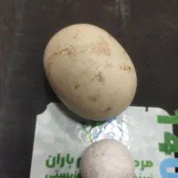 سنگ الماس اسیاب دو عدد