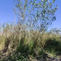 علف تراشی باغ و زمین های متراکم|خدمات باغبانی و درختکاری|آمل, |دیوار