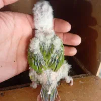 پرنده گرینچیک