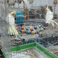 عروس هلندی|پرنده|تهران, بهارستان|دیوار