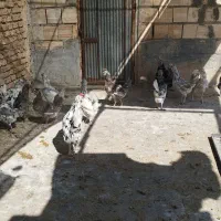 تخم نطفه دار گلین|حیوانات مزرعه|میبد, |دیوار