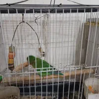 توتی برزیلی