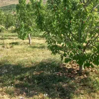 فروش باغ