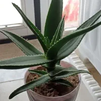 گل‌ آلوئورا