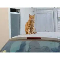 واگذاری گربه