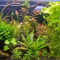 فروش آکواریوم کامل|ماهی|تبریز, |دیوار