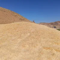 کاه گندم|عمده‌فروشی|سریش آباد, |دیوار