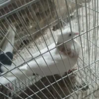 کفتر تهرونی وسیاه پشت|پرنده|خمینیشهر, |دیوار