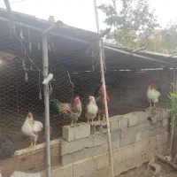 بوقلمون،مرغ،خروس|حیوانات مزرعه|سرخرود, |دیوار