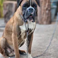 boxer|سگ|رشت, گلسار|دیوار